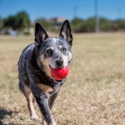 Pelota KONG Duradera: Diseño Único